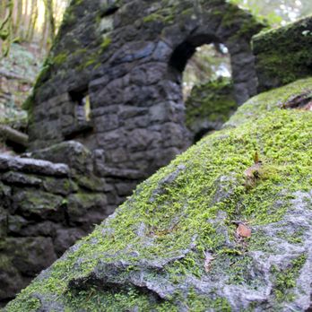 Wildwood Trail - Hiking Near Me - Portland, Oregon Wildwood Trail - Hiking Near Me - Portland, Oregon
