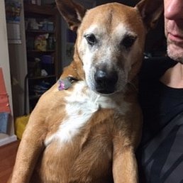 Sweet Moochie during healthier and happier times. Sweet Moochie during healthier and happier times.