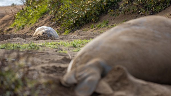 Año Nuevo State Park by null