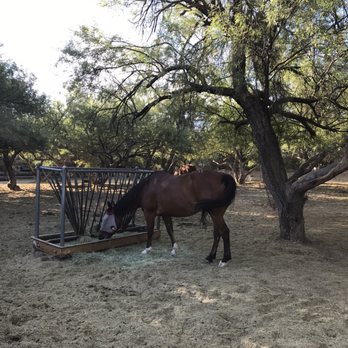 Houston's Horseback Riding - Horseback Riding Near Me - Tucson, Arizona