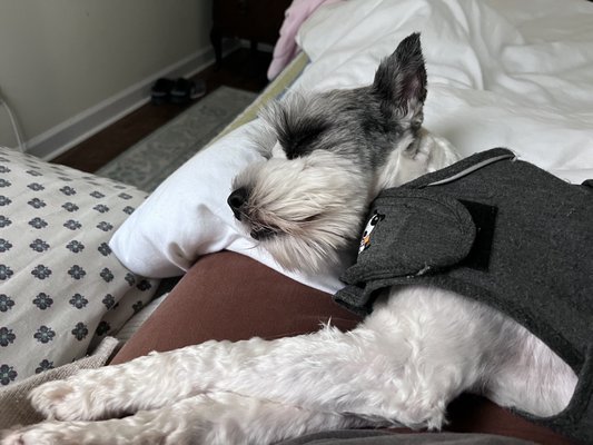 FINAL VICTORY ANIMAL RESCUE - Updated February 2026 - 10 Photos & 21