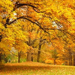 Horsham Tree Surgeons - Tree Surgery in Horsham and Sussex