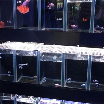 Bob's Tropical Fish - Great selection of nice premium betta fishes - Local Fish Stores Near Me - Los Angeles, California Bob's Tropical Fish - Great selection of nice premium betta fishes - Local Fish Stores Near Me - Los Angeles, California