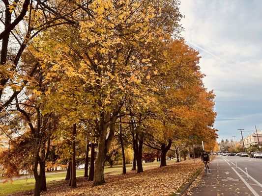 Green Lake Park by null