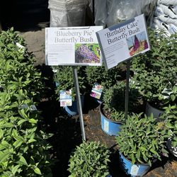 Brawley Seed Co - Outdoor plants