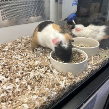 Petco - Pet Stores Near Me - Studio City, California