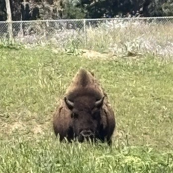 Golden Gate Park Bison - Local Flavor Near Me - San Francisco, California Golden Gate Park Bison - Local Flavor Near Me - San Francisco, California