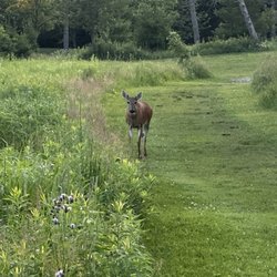 Virmond Park - Deer!