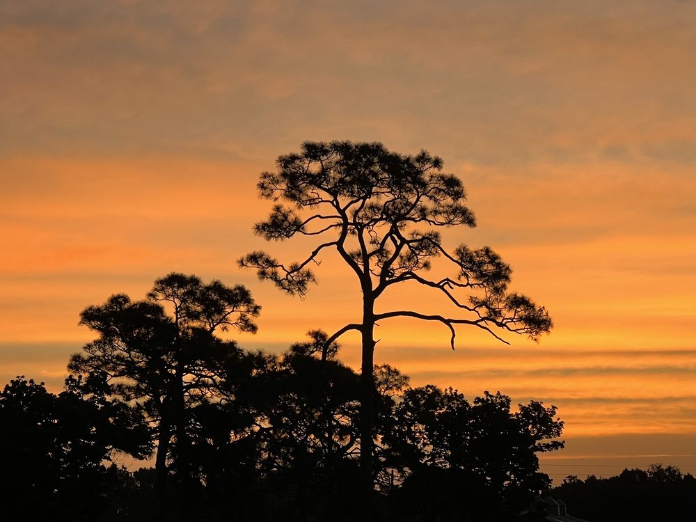 WHISPERING PALMS MOBILE VILLAGE 1148 Photos 10305 US 1, Sebastian