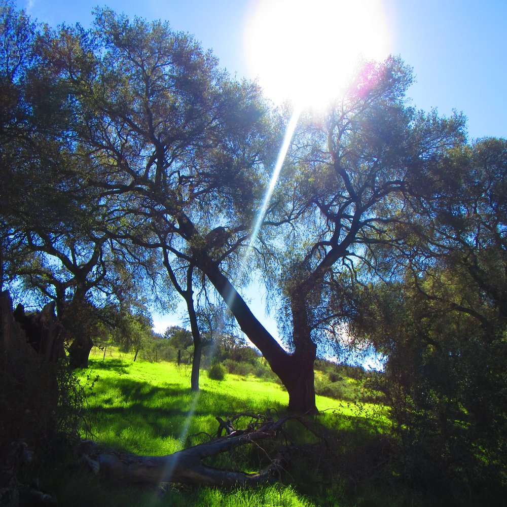 Hollenbeck Canyon Wildlife Area - Hiking Near Me - Jamul, California