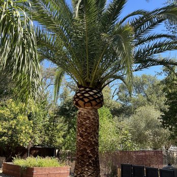 T O G Tree Service - Pineapple Palm after trimming - Tree Services Near Me T O G Tree Service - Pineapple Palm after trimming - Tree Services Near Me