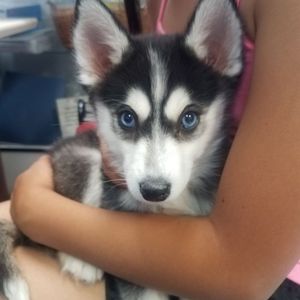 Puppy Boutique Las Vegas 834 Photos 132 Reviews Pet Stores 4343 N Rancho Dr Las Vegas Nv United States Phone Number