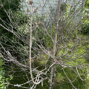 Bordine's - Dead tree I bought my mother for Mother's Day - Nurseries & Gardening Near Me - Rochester Hills, Michigan