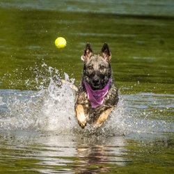 Whitewater Creek Trail - German shepherd chasing ball