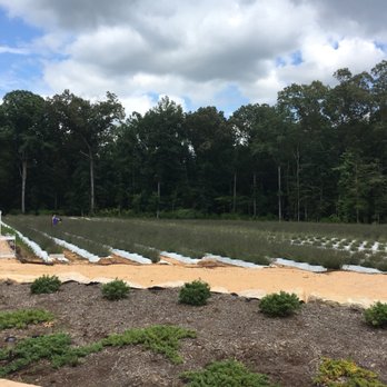 Lavender Oaks Farm - Farms Near Me - Chapel Hill, North Carolina Lavender Oaks Farm - Farms Near Me - Chapel Hill, North Carolina