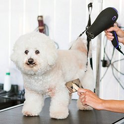 Bark with Style - To prevent skin issues and keep your dog happy as well as healthy, regular grooming of your dog is a must...