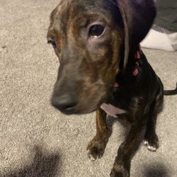 Auburn Valley Humane Society