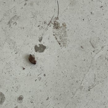 Iberostar Selection Playa Mita - Roaches all over - Resorts Near Me - Nuevo Vallarta, NAY Iberostar Selection Playa Mita - Roaches all over - Resorts Near Me - Nuevo Vallarta, NAY
