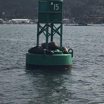 Pacifica Sailing Charters - Sea lions were abundant and super fun to watch. - Boat Charters Near Me - San Diego, California