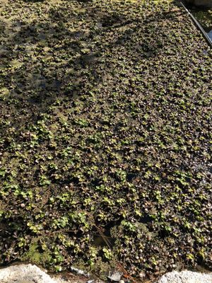 The Shoseian Whispering Pine Japanese Tea House by null