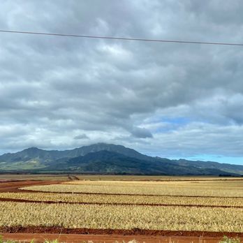 Hawaii Turtle Tours - Pineapple fields - Tours Near Me - Honolulu, Hawaii