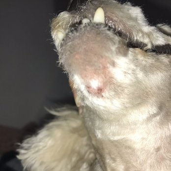 PetSmart - Jennifer did hair cut to my dog and look what I've found, cuts under her mouth and tail. - Pet Stores Near Me - Sacramento, California