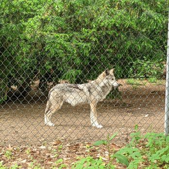 CONNECTICUT’S BEARDSLEY ZOO - Updated June 2024 - 310 Photos & 138 ...
