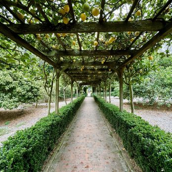 Lotusland - Citrus arbor - Botanical Gardens Near Me - Santa Barbara, California Lotusland - Citrus arbor - Botanical Gardens Near Me - Santa Barbara, California