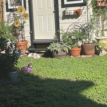Vida Contractors Texas - Family dogs sunbathing in front of our beautiful garden storage - Roofing Near Me