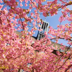 Bezirksamt Mitte / Rathaus Tiergarten - äh... さくら, Sakura, Kirschblüte, Cherry Blossom...etc.