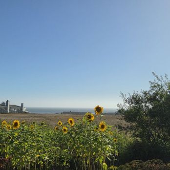 El Chorlito Mexican Eatery - Sunflower garden and Pacific Ocean! - Mexican Near Me - San Simeon, California El Chorlito Mexican Eatery - Sunflower garden and Pacific Ocean! - Mexican Near Me - San Simeon, California