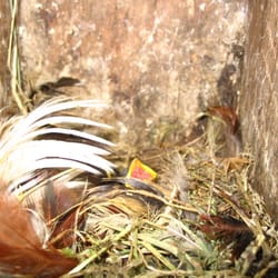 Vogelparadies Kleingarten