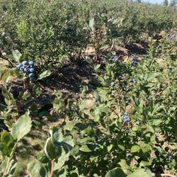 Piper Farms - Fresh Blueberries in season at Piper farms!