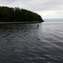 Amoeba Sailing Tours - Bald eagle swooping in for some food by the boat!