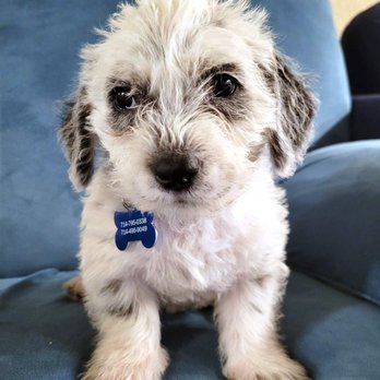 I C A R E Dog Rescue - Animal Shelters Near Me - Corona, California I C A R E Dog Rescue - Animal Shelters Near Me - Corona, California