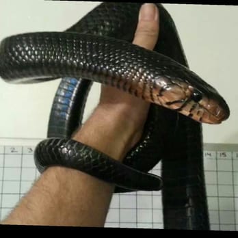 R&D Reptiles - Pet Breeders Near Me R&D Reptiles - Pet Breeders Near Me