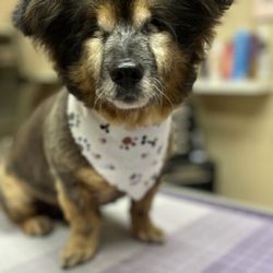 Big waggle Maui 