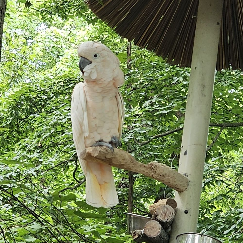 Parrot Mountain & Gardens - Bird - Parks Near Me - Pigeon Forge, Tennessee Parrot Mountain & Gardens - Bird - Parks Near Me - Pigeon Forge, Tennessee