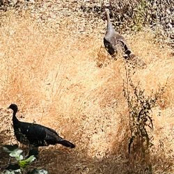 Armstrong Redwoods State Natural Reserve - Wild turkeys in the park