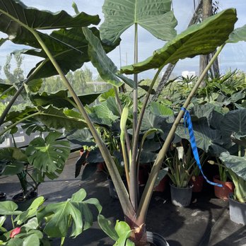 The Bushel Stop - Little shop of horror's too - Nurseries & Gardening Near Me - Delray Beach, Florida