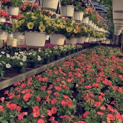 Swansea Nursery & Landscaping Supplies - Annual Flowers