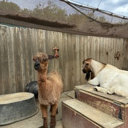 Peter Weber Equestrian Center - GOAT