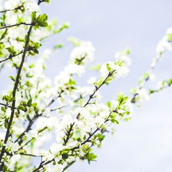 Peterson Tree care - We love the changing of the seasons. Is your property ready to enjoy? - Firewood Near Me - Elk Ridge, Utah Peterson Tree care - We love the changing of the seasons. Is your property ready to enjoy? - Firewood Near Me - Elk Ridge, Utah