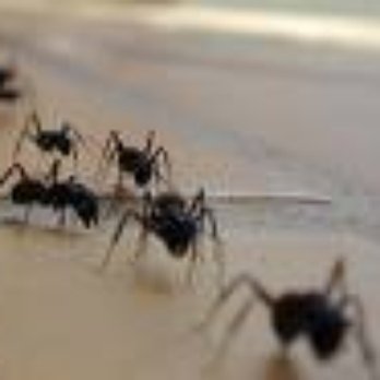 A3d.S - Pest Control Near Me - Marseille, 13