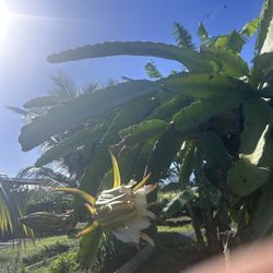 Maui Macadamia Tours