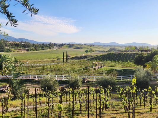 Cougar Vineyard and Winery by null