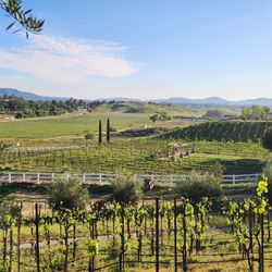 Cougar Vineyard & Winery - Views