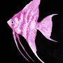 Photo of Fancy Fishy