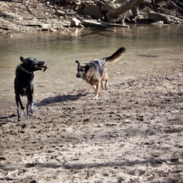 Dogs playing fetch