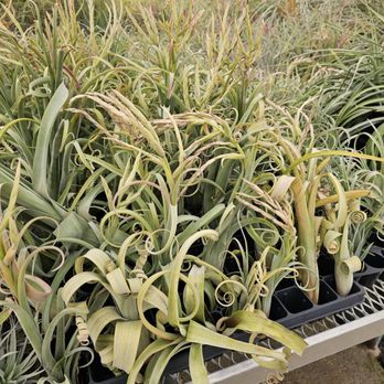 BIRD ROCK TROPICALS - Updated December 2025 - 21 Photos - 221